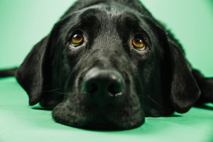 Substituição Tributária para produtos veterinários